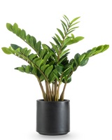 La Planta Artificial Zamioculcas lista para usar en maceta negra de 80 cm tiene tallos gruesos y erguidos y hojas brillantes de color verde oscuro en una maceta redonda de color negro mate sobre un fondo blanco.
