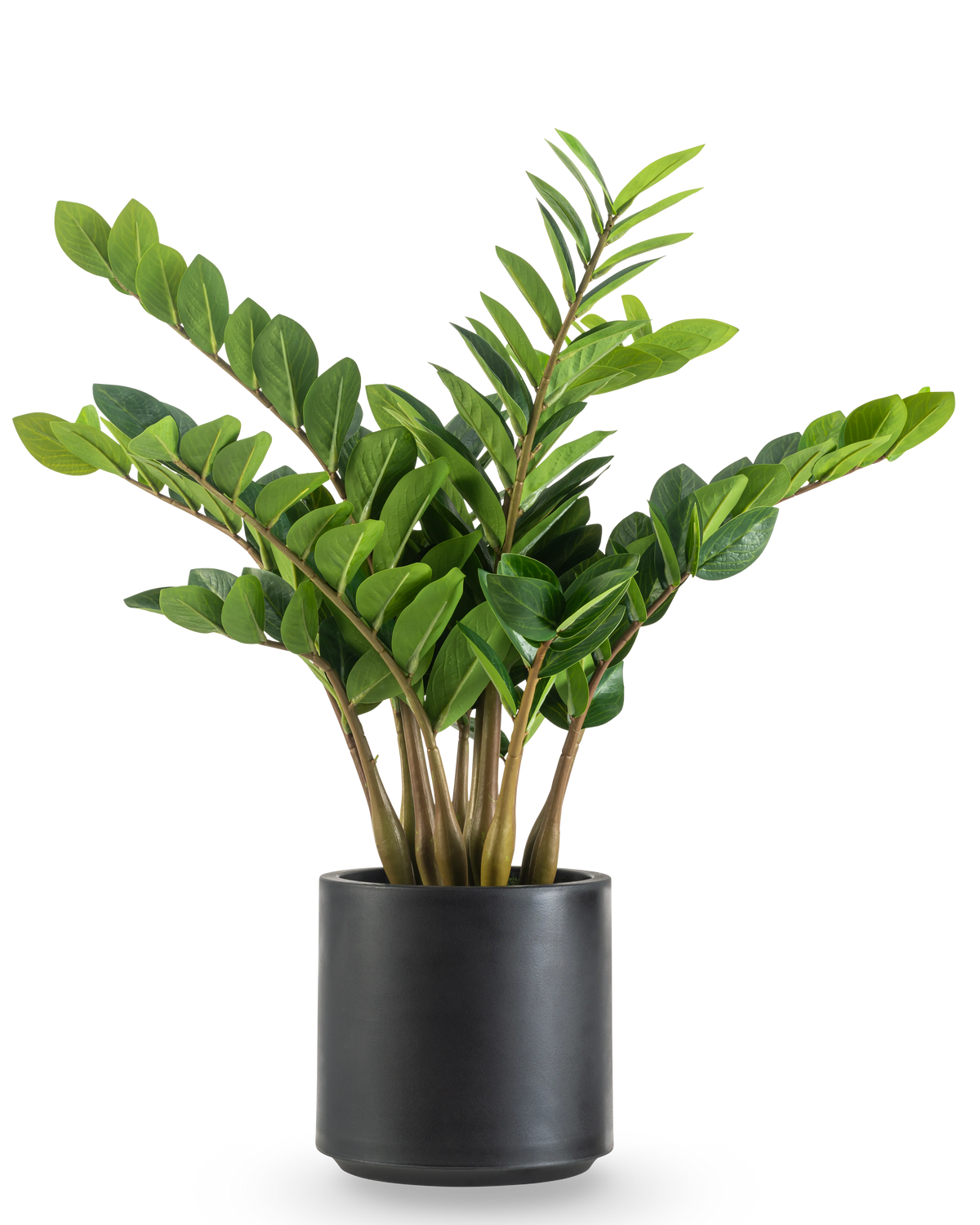 La Planta Artificial Zamioculcas lista para usar en maceta negra de 80 cm tiene tallos gruesos y erguidos y hojas brillantes de color verde oscuro en una maceta redonda de color negro mate sobre un fondo blanco.