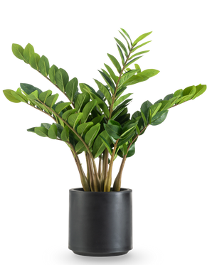 La Planta Artificial Zamioculcas lista para usar en maceta negra de 80 cm tiene tallos gruesos y erguidos y hojas brillantes de color verde oscuro en una maceta redonda de color negro mate sobre un fondo blanco.