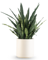 Una Sansevieria Zeylanica artificial, de 43 cm de altura con largas hojas abigarradas, viene en una maceta beige y está representada sobre un fondo blanco liso.
