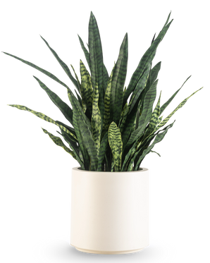 Una Sansevieria Zeylanica artificial, de 43 cm de altura con largas hojas abigarradas, viene en una maceta beige y está representada sobre un fondo blanco liso.