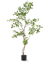 La planta artificial Terminalia Catappa 120 cm es una planta en maceta alta y esbelta con ramas delgadas y numerosas hojas pequeñas y redondas de color verde, representadas sobre un fondo blanco liso.