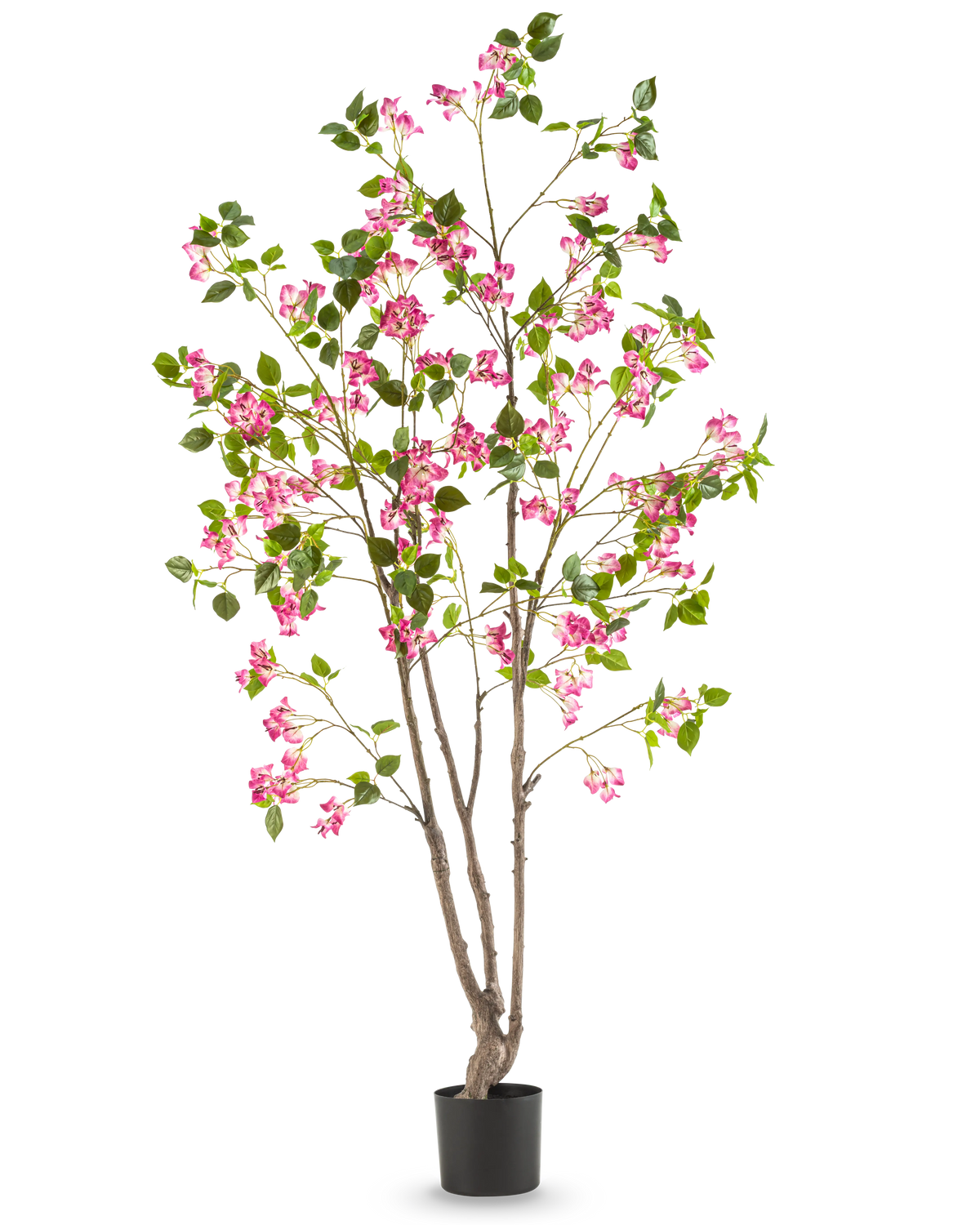 La buganvilla artificial de 180 cm es una planta artificial alta con varios tallos marrones, hojas verdes y flores de color rosa brillante en una maceta negra, sobre un fondo blanco liso.