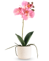 La Orquídea Artificial Real Touch de 30 cm rosa tiene varias flores y capullos de color rosa en un tallo largo con hojas anchas de color verde y raíces visibles, todo ello dispuesto en una sencilla maceta con textura blanca sobre un fondo blanco liso.