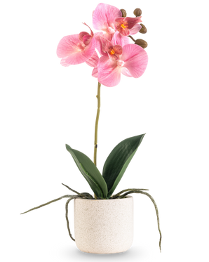 La Orquídea Artificial Real Touch de 30 cm rosa tiene varias flores y capullos de color rosa en un tallo largo con hojas anchas de color verde y raíces visibles, todo ello dispuesto en una sencilla maceta con textura blanca sobre un fondo blanco liso.