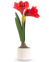 La Flor Artificial Amarilis Real Touch rojo 48 cm tiene dos grandes flores rojas y largas hojas verdes, presentadas en una sencilla maceta de textura blanca sobre un fondo liso y claro.