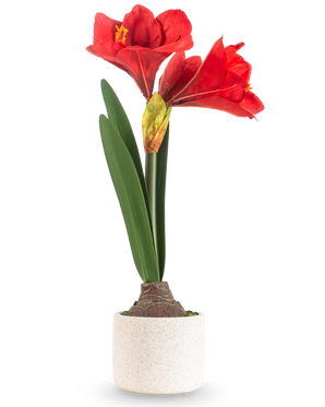 La Flor Artificial Amarilis Real Touch rojo 48 cm tiene dos grandes flores rojas y largas hojas verdes, presentadas en una sencilla maceta de textura blanca sobre un fondo liso y claro.