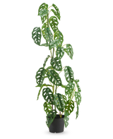 La Planta Artificial Monstera 90 cm verde es una planta artificial alta, verde, con hojas ovaladas con múltiples agujeros, expuesta en una maceta sobre un fondo blanco liso.