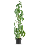 La planta artificial Begonia Maculata de 90 cm verde destaca con hojas moteadas de blanco y verde en una pequeña maceta negra, sobre un fondo blanco liso.