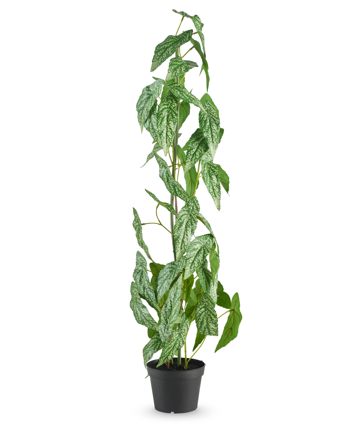 La planta artificial Begonia Maculata de 90 cm verde destaca con hojas moteadas de blanco y verde en una pequeña maceta negra, sobre un fondo blanco liso.