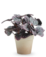 La hoja rugosa artificial de 21 cm gris tiene hojas abigarradas de color violeta oscuro y verde en una maceta con estructura de color marrón claro, presentada sobre un fondo blanco liso.