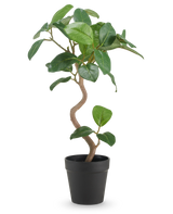El Ficus Elastica Artificial de 42 cm tiene un tronco retorcido y hojas anchas de color verde brillante, presentado en una sencilla maceta negra sobre un fondo blanco liso.