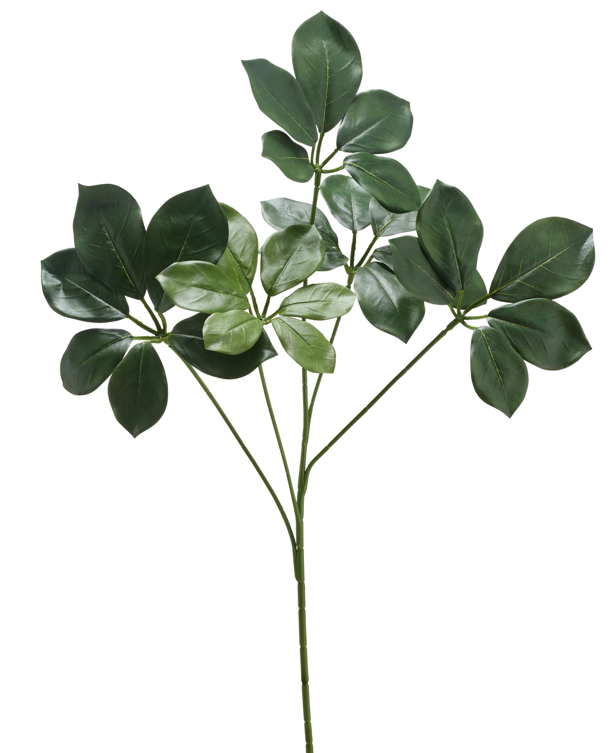 La Rama Artificial Schefflera 50 cm FR tiene un solo tallo con varios haces de hojas anchas de color verde oscuro y algunas hojas de color verde más claro, sobre un fondo blanco.