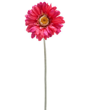 Una sola flor de Gerbera artificial de 53 cm de color burdeos con un largo tallo verde, aislada sobre un fondo blanco.
