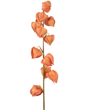 La Planta Linterna de Flores Artificiales de 79 cm de color naranja tiene un solo tallo con múltiples cáscaras de color naranja en forma de linterna, dispuestas verticalmente y que recuerdan al physalis seco, sobre un fondo blanco liso.
