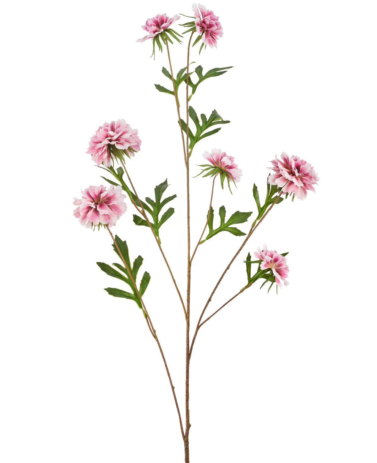 La flor artificial Aciano 112 cm rosa tiene un tallo largo con hojas verdes y varias flores rosadas, esponjosas, parecidas a las dalias, sobre un fondo blanco.