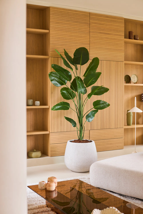 Una planta de Strelitzia artificial de 210 cm con acabado Real Touch ocupa un lugar destacado en una sala de estar moderna con tablones de madera clara, decoración minimalista y muebles neutros. Esta planta de fácil cuidado tiene un acabado Real Touch para una apariencia realista y realza la atmósfera elegante y tranquila de la habitación.