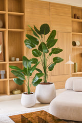 Dos grandes plantas tropicales en macetas con anchas hojas verdes, incluida la planta artificial Strelitzia 210 cm real touch, se encuentran sobre un suelo claro frente a un estante de madera en un salón moderno y minimalista decorado en tonos neutros. Estas adiciones de bajo mantenimiento aportan una vegetación vibrante a la habitación sin requerir cuidados adicionales.