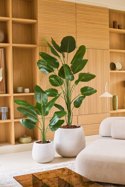 Dos grandes plantas tropicales en macetas con anchas hojas verdes, incluida la planta artificial Strelitzia 210 cm real touch, se encuentran sobre un suelo claro frente a un estante de madera en un salón moderno y minimalista decorado en tonos neutros. Estas adiciones de bajo mantenimiento aportan una vegetación vibrante a la habitación sin requerir cuidados adicionales.