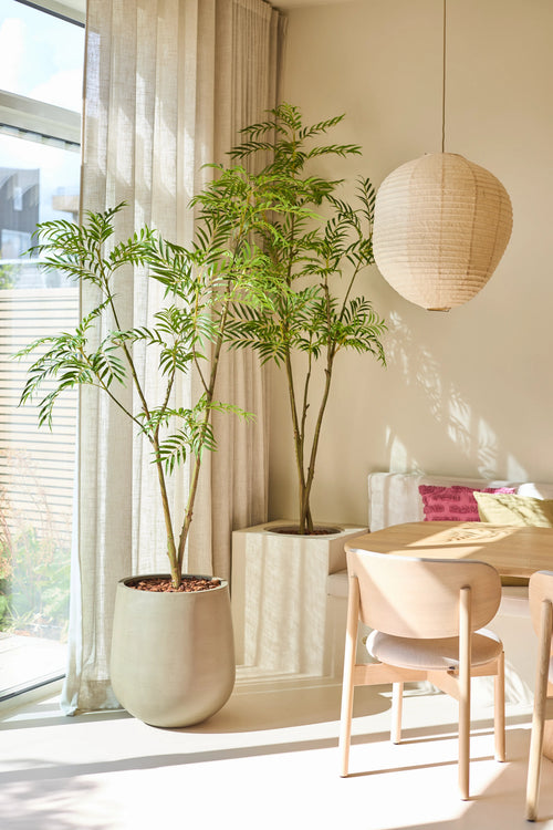 Una zona de comedor luminosa con la Planta Artificial Mahonia 210 cm, una gran maceta, una mesa y sillas de madera, un farol de papel y cortinas traslúcidas que dejan pasar la luz natural del sol. Hay cojines rosas sobre un sofá empotrado.