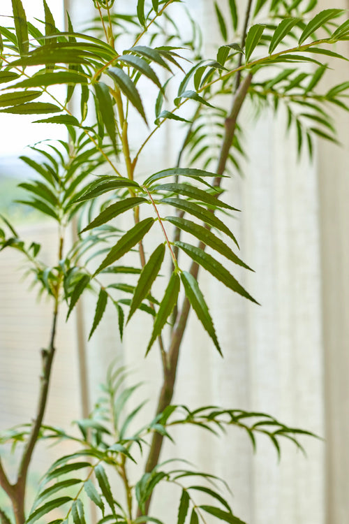 La Planta Artificial Mahonia de 210 cm se alza orgullosa frente a una ventana suavemente iluminada con cortinas blancas translúcidas; las hojas verdes, largas y estrechas, están bellamente iluminadas, mientras que la luz filtrada resalta su color y textura vibrantes.
