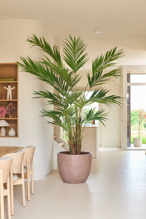 Una planta artificial, una palmera Kentia de 270 cm, se alza en un espacio luminoso y moderno con paredes de colores claros, muebles de madera y estanterías abiertas en las que se exponen elementos decorativos. La luz natural entra a raudales en la habitación a través de una puerta de cristal al fondo.