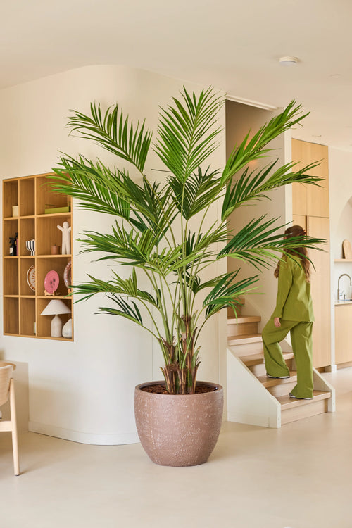 En un salón moderno de color beige se alza una planta artificial, una palmera Kentia de 270 cm. Al fondo, una persona vestida de verde sube las escaleras, mientras que en la pared izquierda hay estantes de madera con adornos.