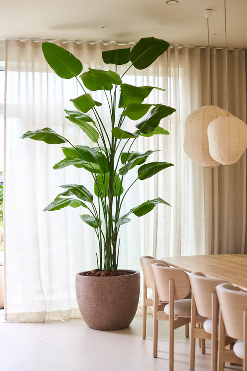 La Planta Artificial Strelitzia Real Touch Deluxe de Easyplants, con una altura de nada menos que 300 cm y unas impresionantes hojas verdes, aporta una elegancia natural junto a una mesa de comedor y sillas de madera en una estancia luminosa con cortinas transparentes y farolillos de papel colgantes, todo ello sin necesidad de mantenimiento.