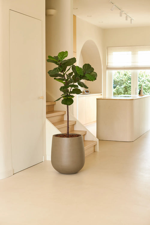 Una planta de tabaco artificial Ficus Deluxe de 155 cm en una gran maceta gris se encuentra en una habitación luminosa y minimalista con suelos de madera clara, paredes blancas, una escalera y la luz del sol que entra por las ventanas.