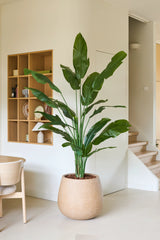 Una planta artificial Strelitzia Nicolai Deluxe de 210 cm con largas hojas verdes se encuentra junto a una silla de madera en una habitación moderna y minimalista con paredes blancas, estantes de madera y una escalera al fondo. Esta planta artificial tropical aporta al espacio contemporáneo un toque de elegancia natural.
