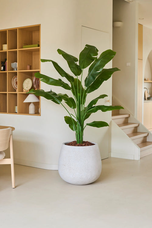 La planta artificial Strelitzia Nicolai Deluxe 180 cm, con sus anchas hojas verdes, se encuentra en un suelo claro en un salón moderno y minimalista, cerca de las escaleras y un estante de madera con objetos decorativos, y le da a la habitación una sensación de vacaciones tropicales.