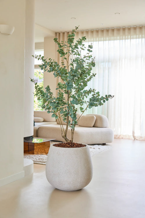 La Planta Artificial Eucalipto 180 cm se alza sobre un suelo claro en un salón moderno y minimalista con muebles beige, grandes ventanales y cortinas translúcidas que aseguran que la estancia esté bañada de luz natural.