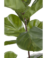 Ficus Planta de Tabaco Deluxe 155 cm