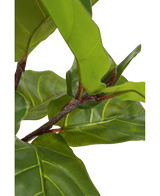 Ficus Planta de Tabaco Deluxe 155 cm