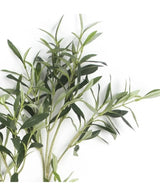 La Hoja de Olivo Artificial 90 cm UV tiene hojas verdes largas y delgadas y tallos de colores claros sobre un fondo blanco que le da un toque mediterráneo.