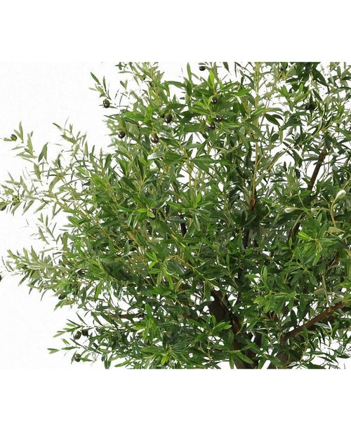 Primer plano de un exuberante olivo artificial de 270 cm con ramas de olivo con hojas delgadas y aceitunas negras: plantas artificiales ideales para cualquiera que quiera un olivo en el interior, presentado sobre un fondo blanco.
