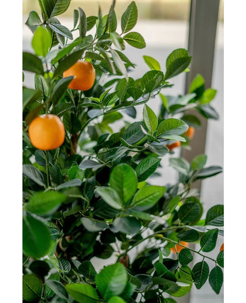 Primer plano del naranjo artificial de 120 cm, con exuberantes hojas verdes y múltiples frutos naranjas maduros, colocado en el interior cerca de una ventana luminosa.