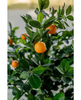 Un primer plano del Naranjo Artificial de 120 cm muestra frutos de color naranja vibrante entre hojas verdes brillantes, con un fondo borroso que enfatiza la apariencia realista y vibrante del árbol artificial.