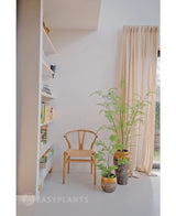 En una habitación luminosa, cerca de una ventana que llega hasta el suelo con cortinas beige, se encuentran una silla de madera, una estantería y tres plantas verdes en macetas, entre ellas el llamativo helecho artificial de 120 cm. El espacio irradia paz y minimalismo, perfecto para utilizar hermosas plantas de interior o una elegante planta artificial como el Helecho Artificial de 120 cm.