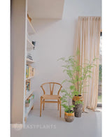 Una habitación minimalista con una silla de madera junto a la planta de helecho artificial de 85 cm y dos plantas de interior en maceta, una ventana alta con cortinas beige y una estantería blanca con libros y decoración. La suave luz natural llena la habitación.