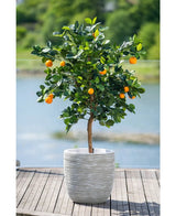 Un naranjo artificial de 120 cm con frutos maduros se encuentra en una maceta con relieve blanco en una terraza de madera, con vistas a una fuente de agua brumosa y un paisaje verde en el exterior.