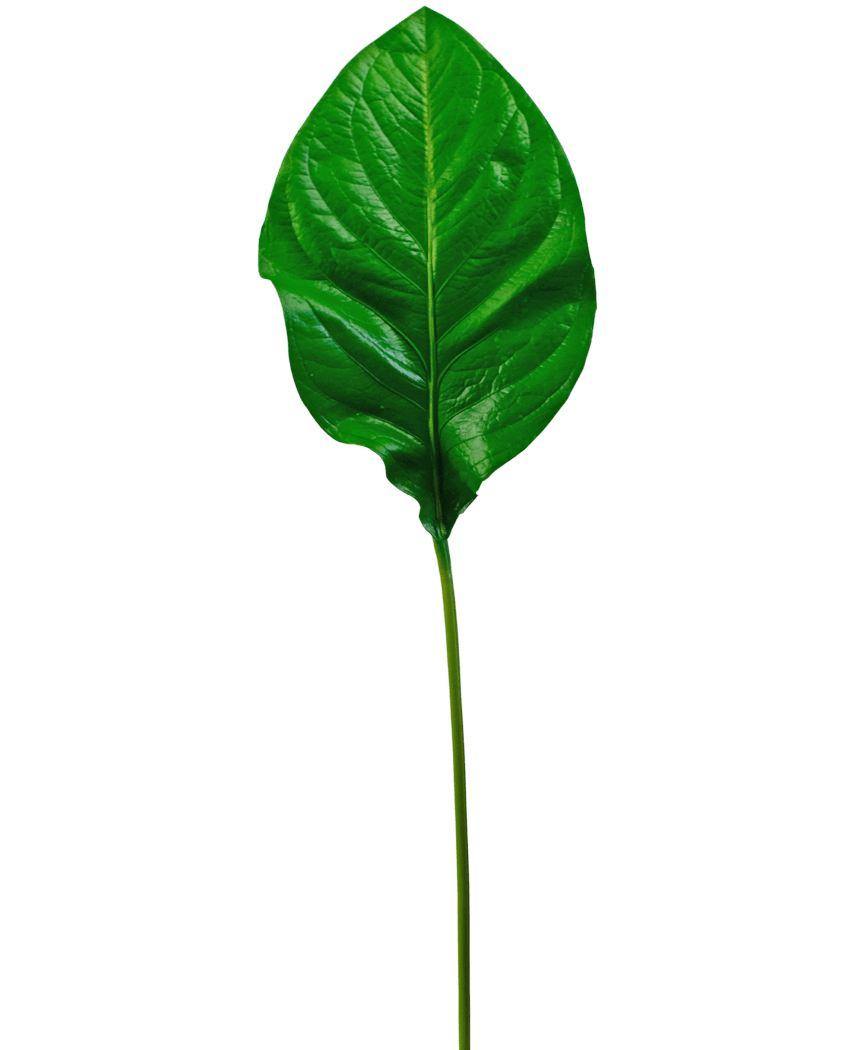La Hoja Verde Artificial de 90 cm es una única hoja artificial de color verde brillante con venas prominentes y un tallo largo y delgado, representada aislada sobre un fondo blanco.