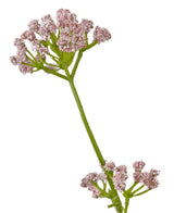 La maceta de césped artificial con flor de puerro y cebolla de 120 cm retardante de fuego tiene un único tallo verde con racimos de pequeñas y delicadas flores rosadas sobre un fondo blanco.