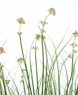 La maceta de césped artificial con flores de puerro y cebollas de 120 cm tiene tallos verdes altos y delgados con racimos de flores de color rosa claro y hojas parecidas a la hierba. Esta planta artificial es ignífuga y viene en una maceta elegante para una apariencia natural.