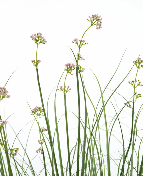 La maceta de césped artificial con flores de puerro y cebollas de 120 cm tiene tallos verdes altos y delgados con racimos de flores de color rosa claro y hojas parecidas a la hierba. Esta planta artificial es ignífuga y viene en una maceta elegante para una apariencia natural.