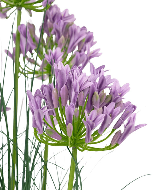 La maceta de hierba de cebolla Agapanthus artificial de 90 cm retardante de fuego tiene un ramo de flores artificiales de Agapanthus de color púrpura con tallos verdes delgados y hojas delgadas sobre un fondo blanco.