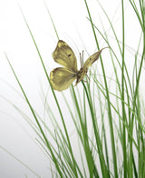 La Maceta de Césped Artificial Mariposa Cebolla ignífuga de 90 cm tiene una mariposa amarilla con marcas marrones sobre esbeltas hojas de césped artificial verde, sobre un fondo blanco.
