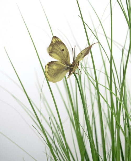 La Maceta de Césped Artificial Mariposa Cebolla ignífuga de 90 cm tiene una mariposa amarilla con marcas marrones sobre esbeltas hojas de césped artificial verde, sobre un fondo blanco.