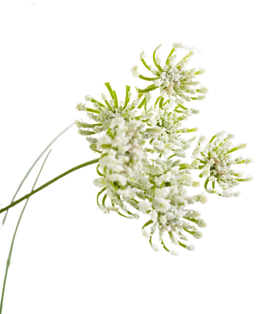 Primer plano de flores de raíz de césped artificial Hierba de cebolla, retardante de fuego de 90 cm, con delicados tallos verdes y cabezas de flores racemosas con un aspecto polvoriento blanco, aisladas sobre un fondo blanco.