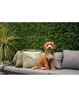 Un pequeño perro rizado de color marrón y blanco está sentado en un sofá gris de exterior con cojines verdes y grises, delante de un frondoso seto artificial de 50x50 cm y una planta en una maceta.